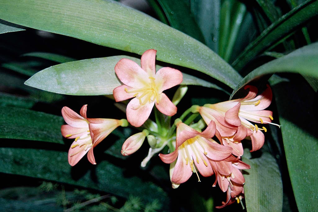Natal lily