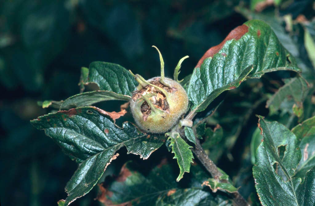 common medlar