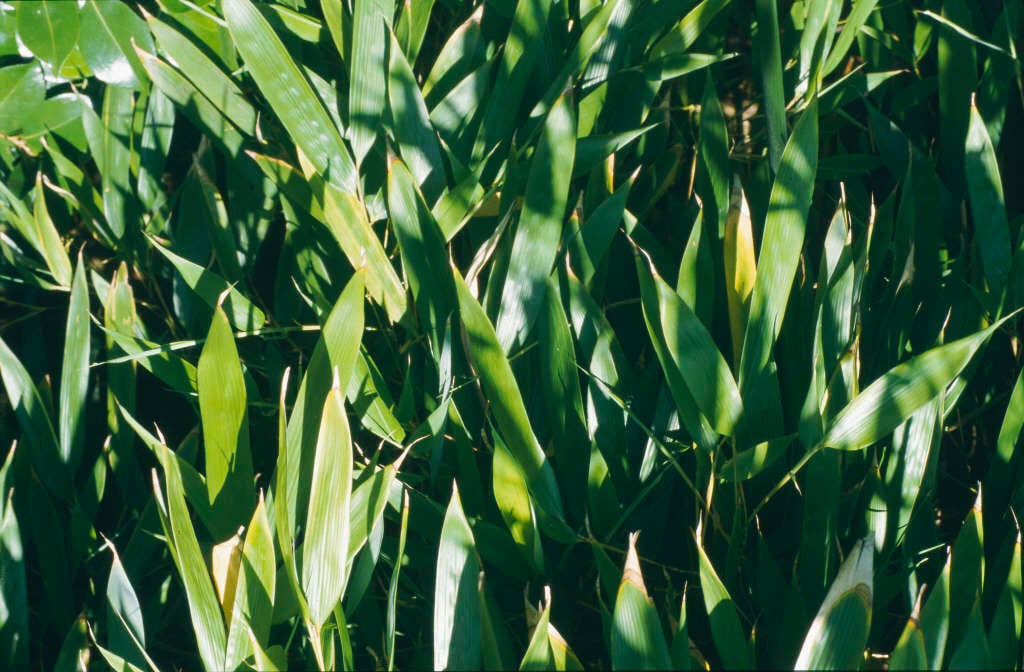 green-glaucous bamboo