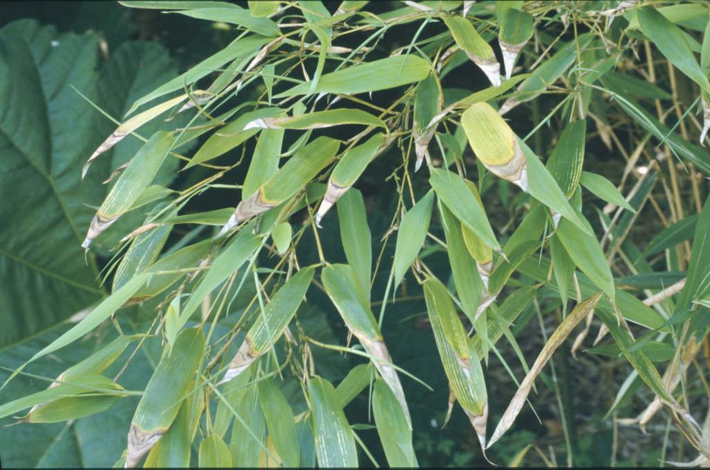 Phyllostachys nigra black bamboo/RHS Gardening