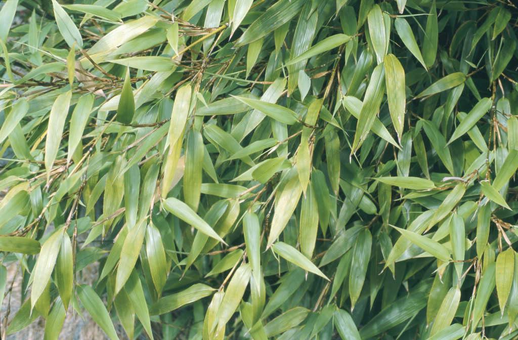 Phyllostachys aurea | fish-pole bamboo Bamboos/RHS Gardening