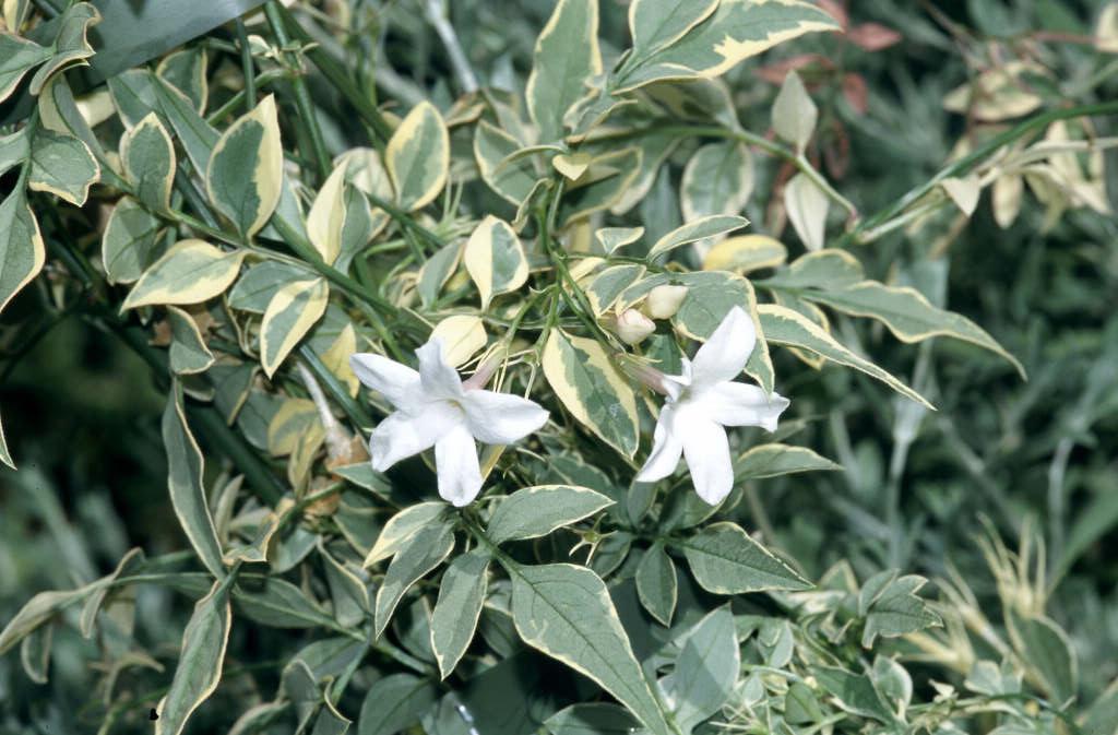 Jasminum officinale