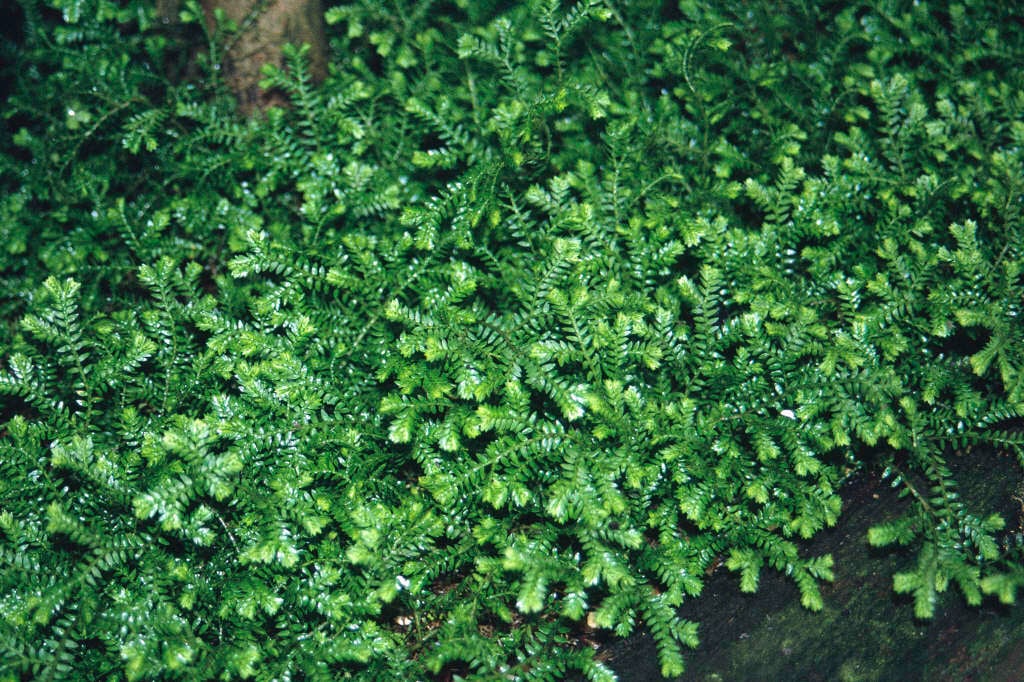 Kraus's clubmoss