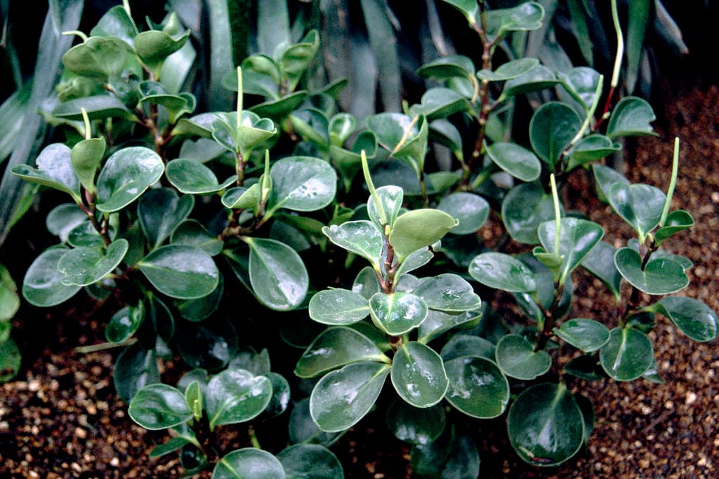 baby rubber plant