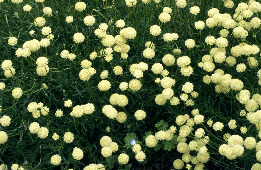 green lavender cotton