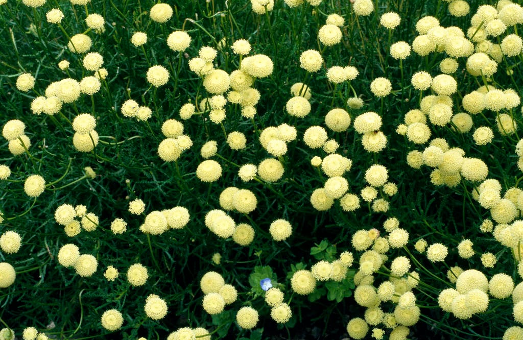 green lavender cotton
