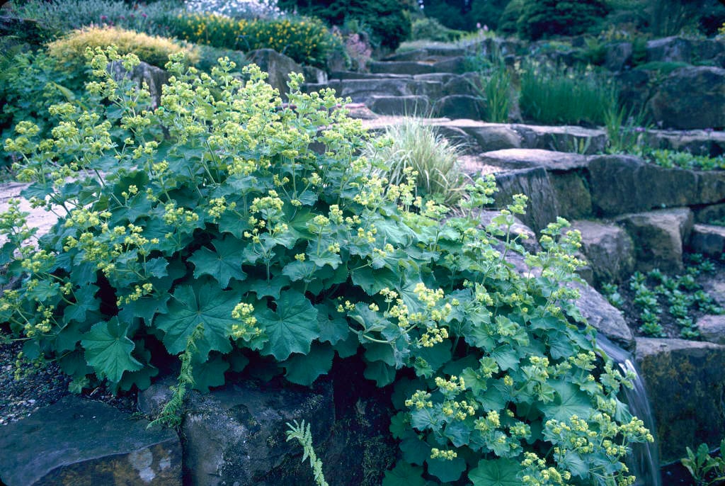 lady's mantle