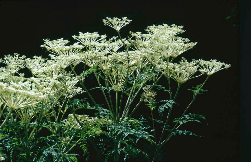 Selinum wallichianum Wallich milk parsley/RHS Gardening