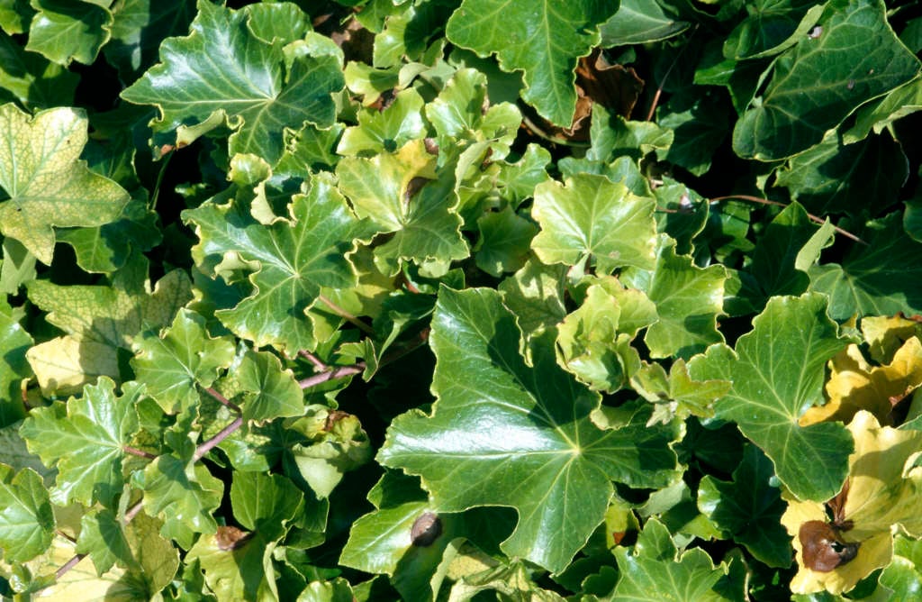 ivy 'Parsley Crested'