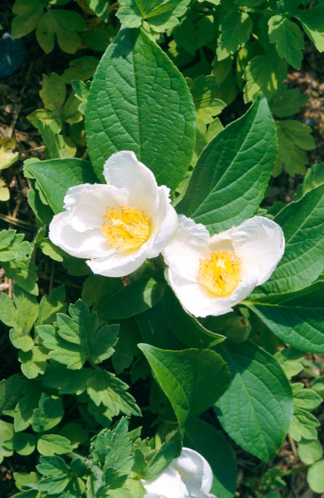 deciduous camellia