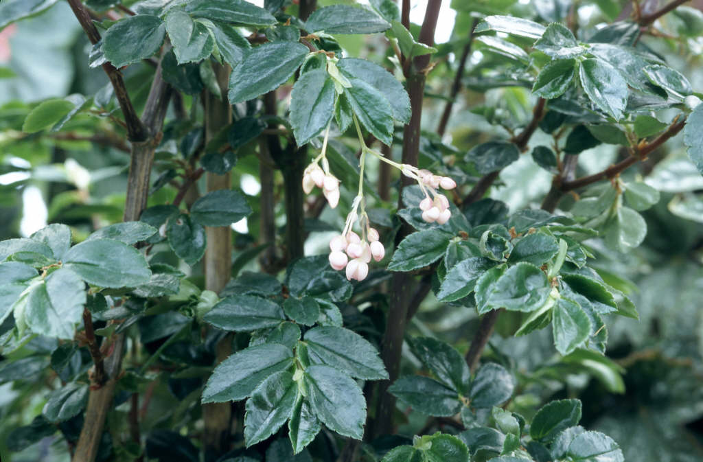 Begonia foliosa var. miniata|fuchsia begonia/RHS Gardening