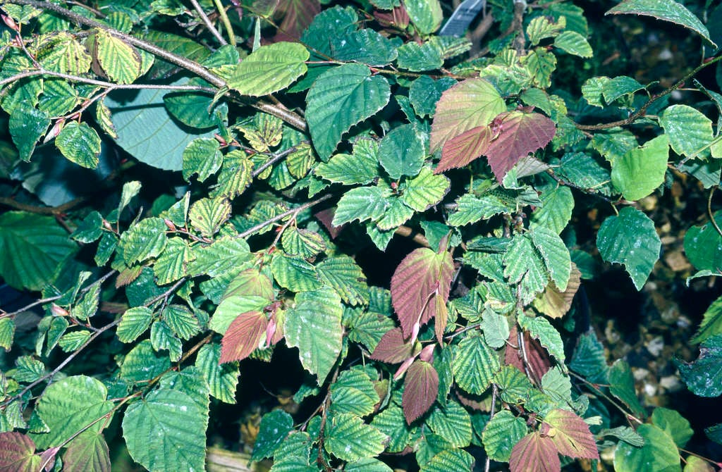 buttercup witch hazel