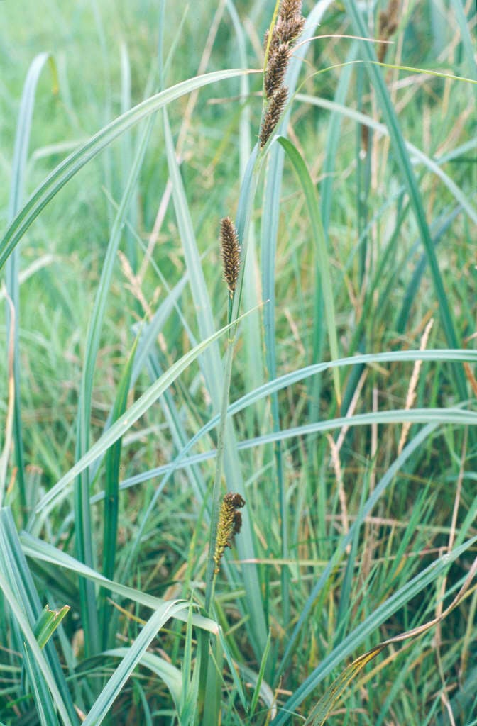 Carex riparia | greater pond sedge Aquatic/RHS