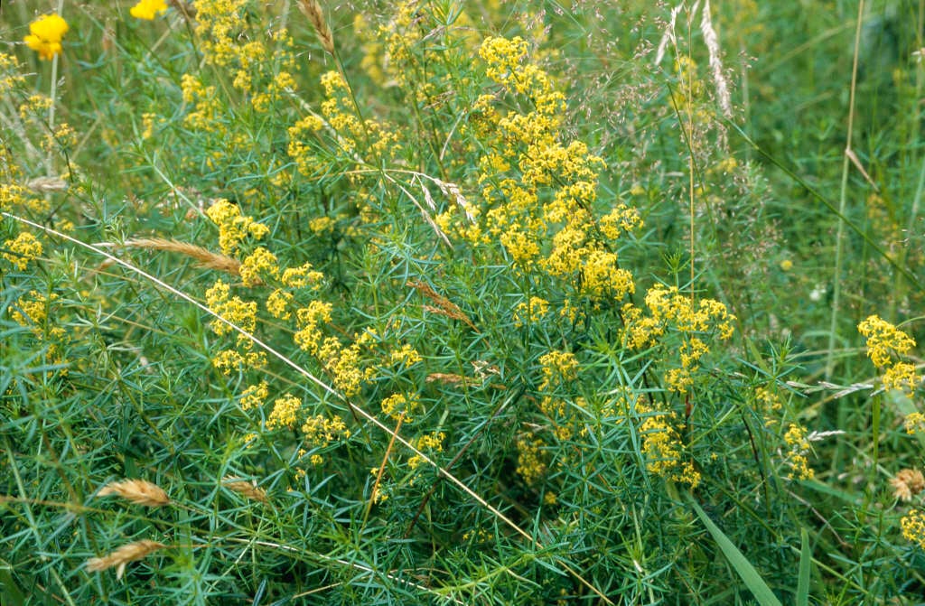 lady's bedstraw