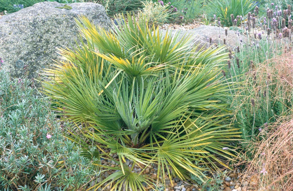 Dwarf Fan Palm Tree