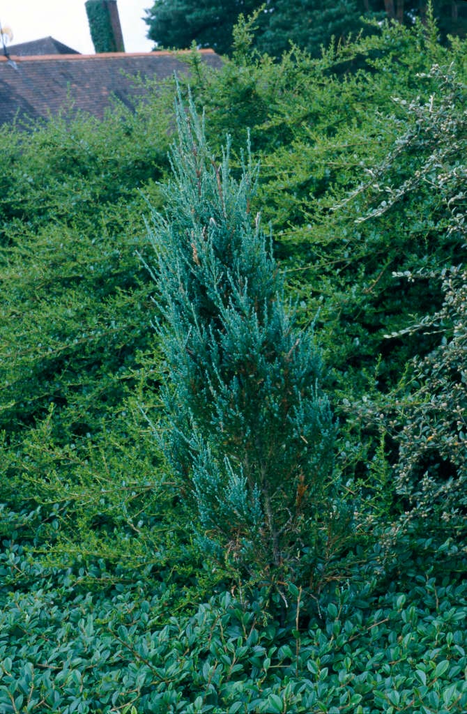 Juniperus scopulorum blue arrow