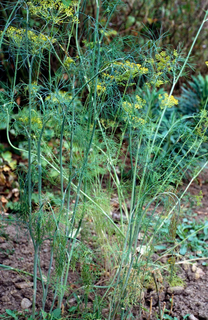 dill