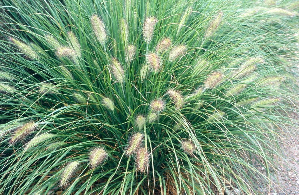 Pennisetum orientale | oriental fountain grass Grass Like/RHS