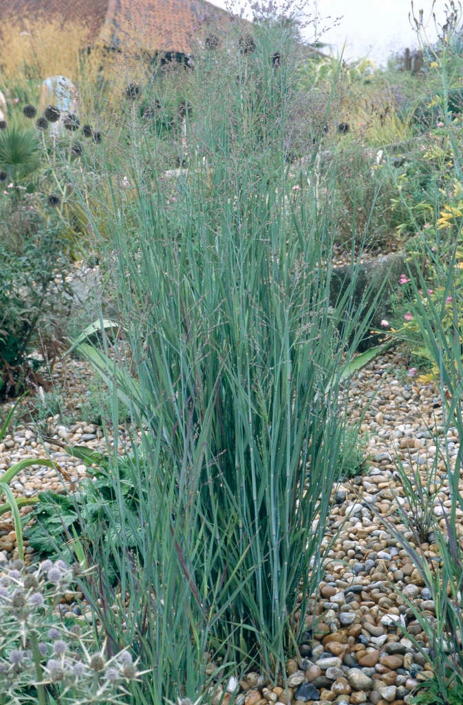 Panicum virgatum 'Warrior' | switch grass 'Warrior'/RHS Gardening