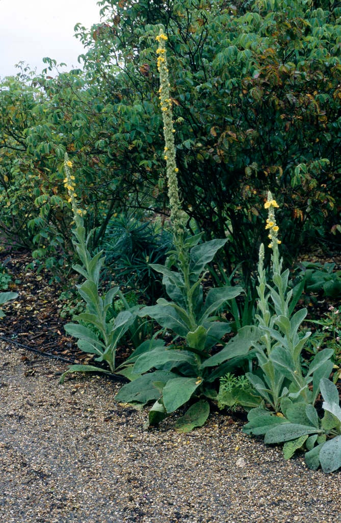 great mullein