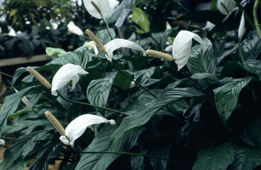 Spathiphyllum Wallisii Wallis Peace Lily Spathiphyllum Wallisii Wallis Peace Lily
