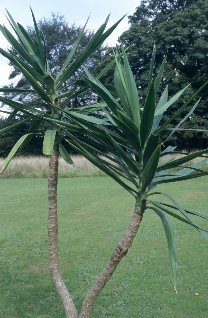 Spanish bayonet