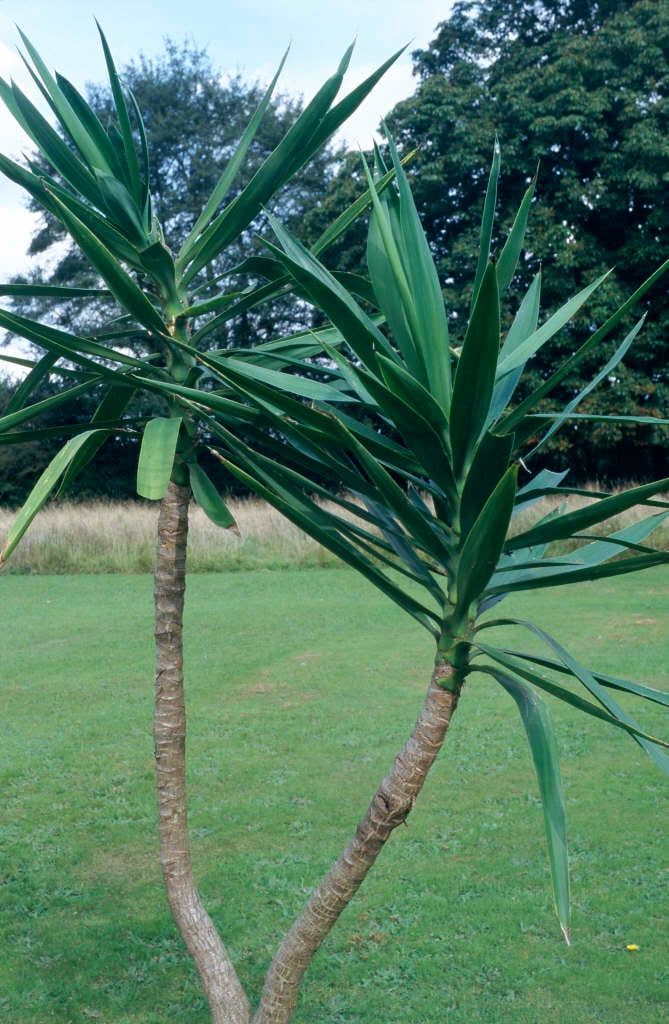 Spanish bayonet