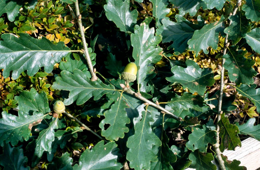 Quercus petraea | sessile oak/RHS Gardening