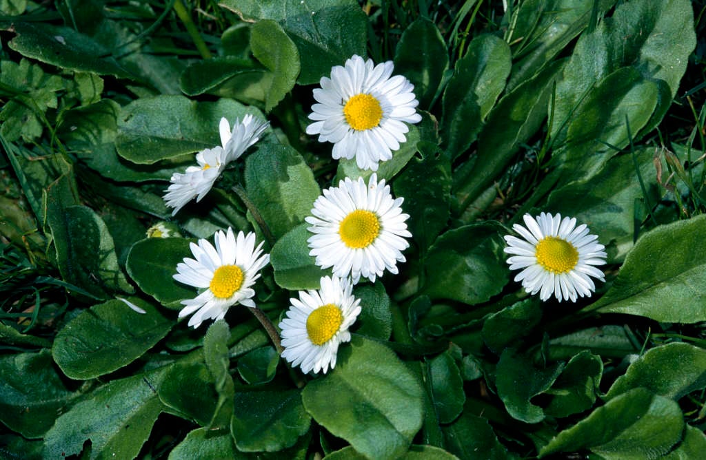 Bellis perennis | daisy Herbaceous Perennial/RHS