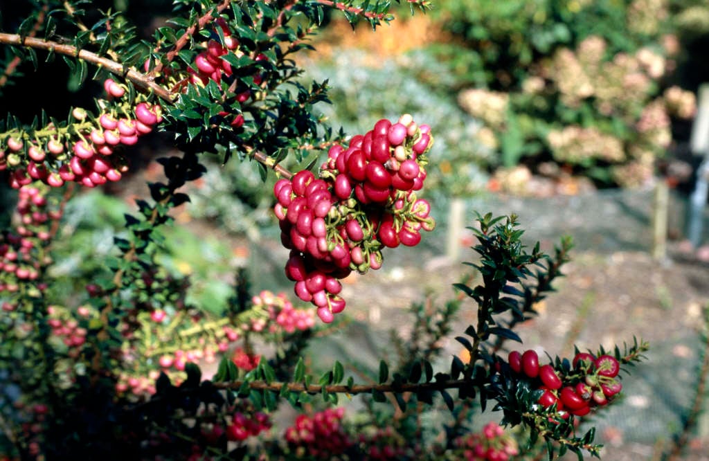 prickly heath 'Bell's Seedling'