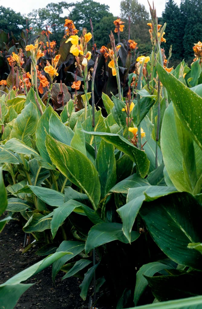 canna 'Striped Beauty'