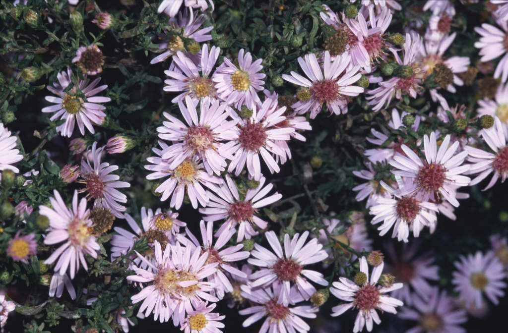 aster 'Coombe Fishacre'