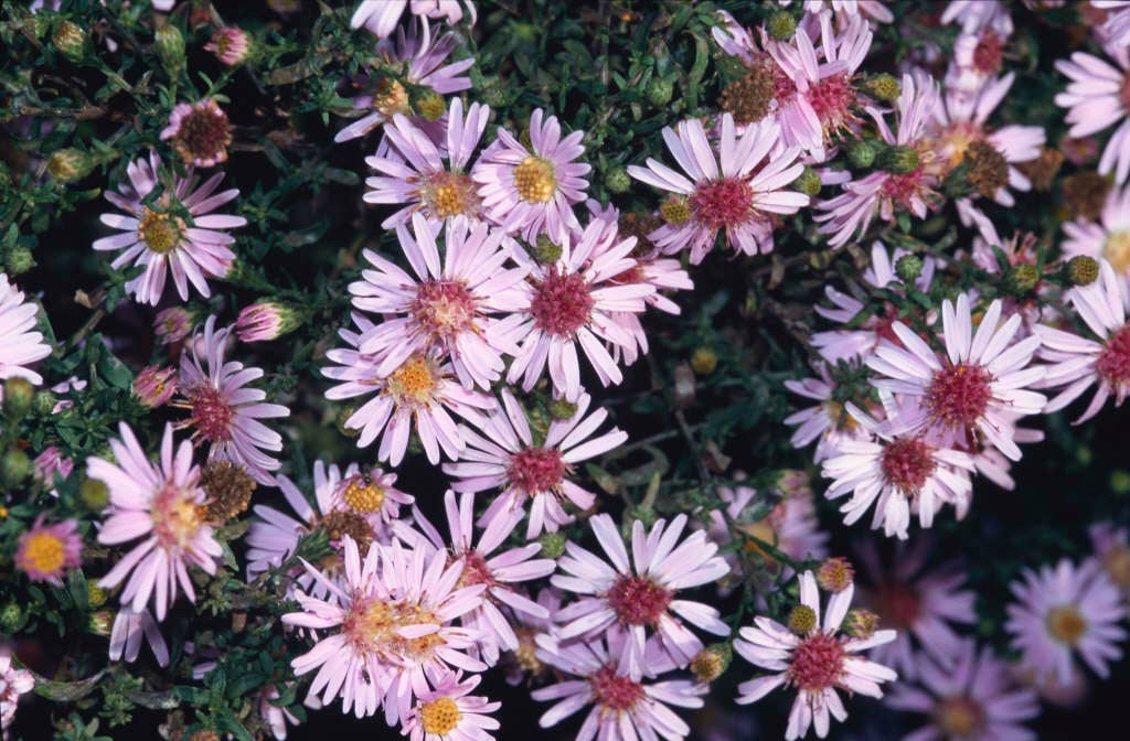 aster 'Coombe Fishacre'