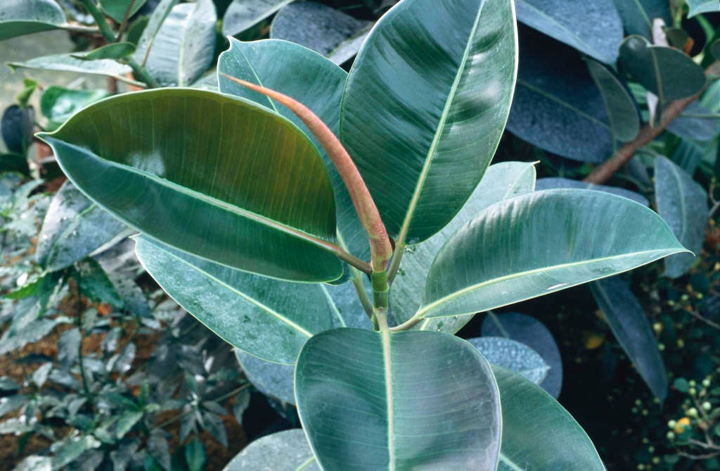 Ficus elastica | rubber plant/RHS Gardening