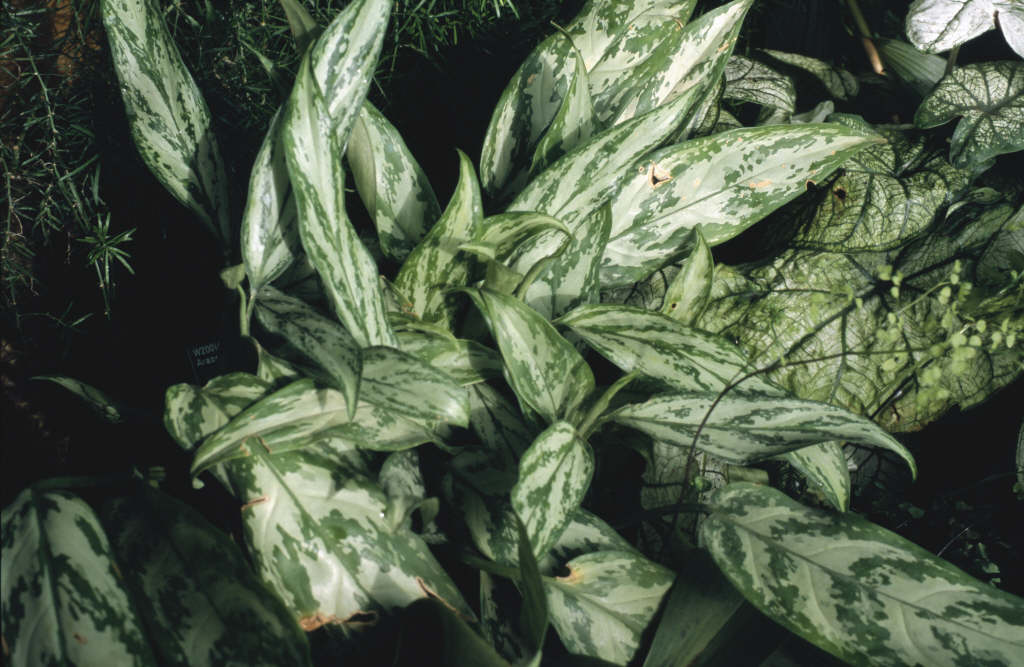 Chinese evergreen 'Silver Queen'