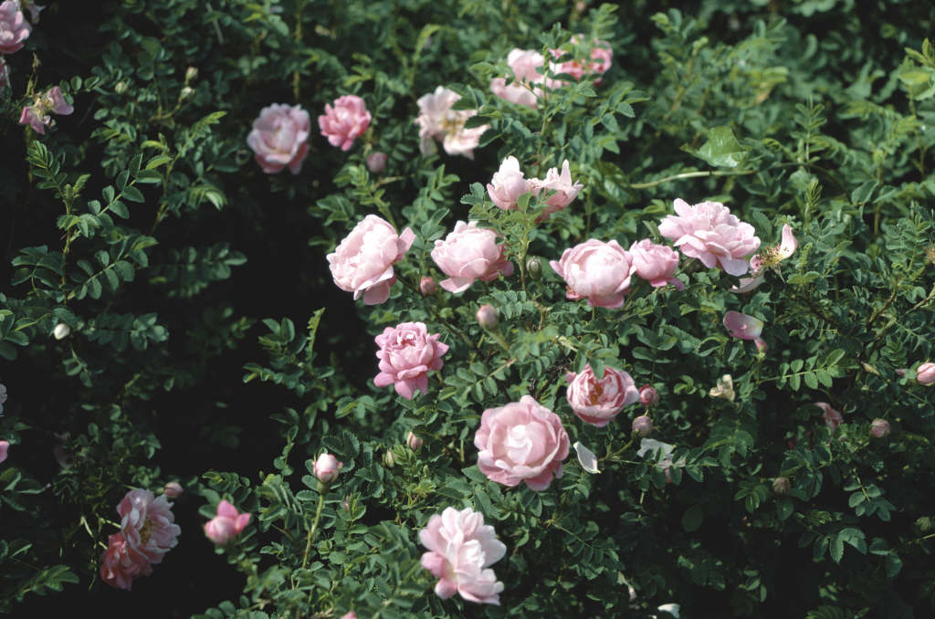 Scotch rose 'Andrewsii'