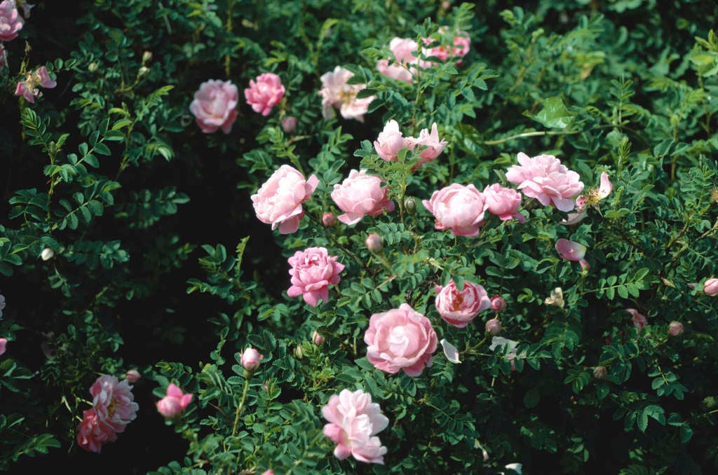 Scotch rose 'Andrewsii'