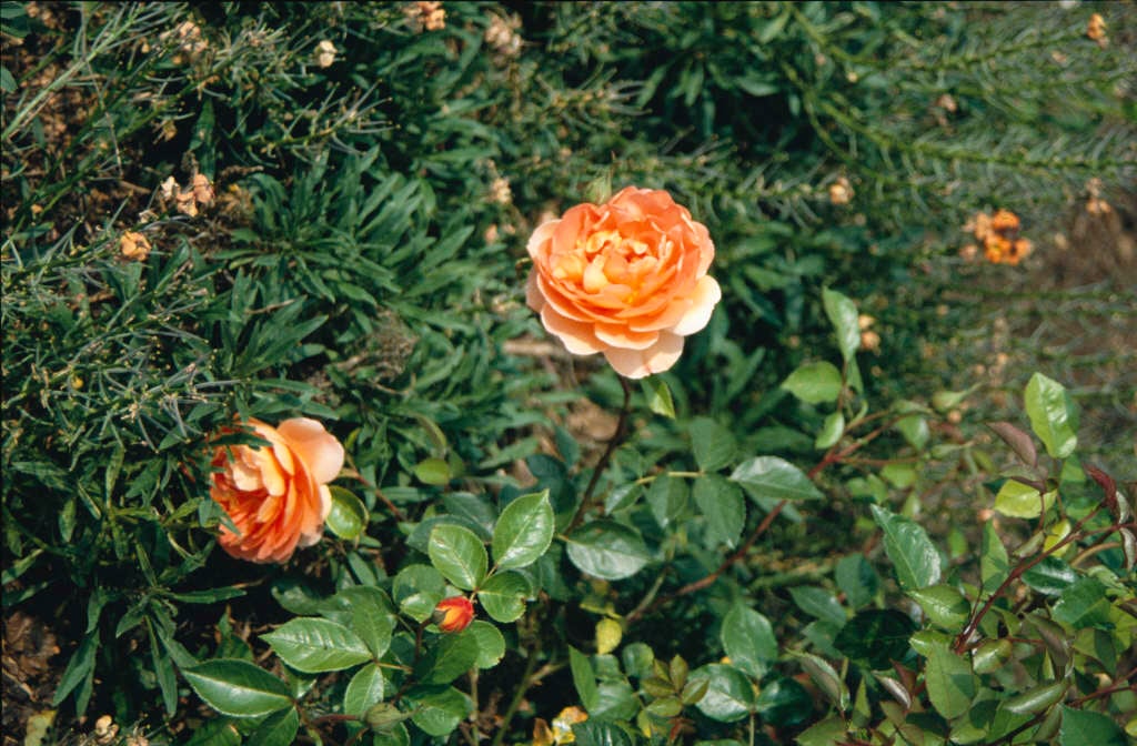 rose [Pat Austin]