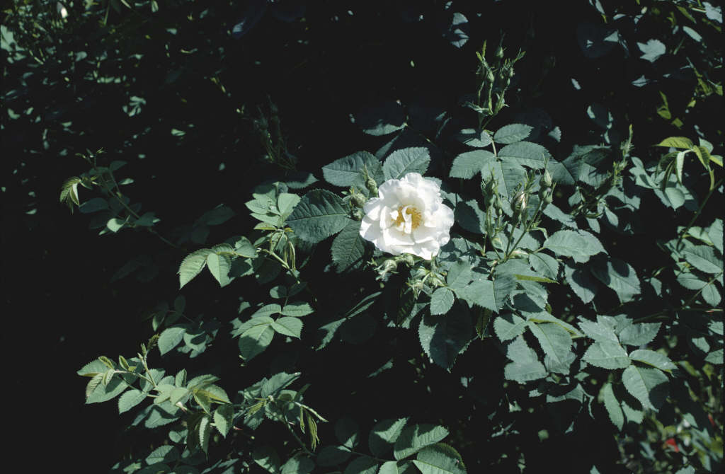 white rose of York