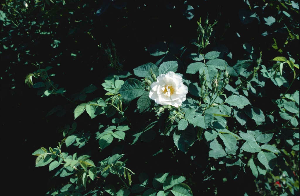 white rose of York