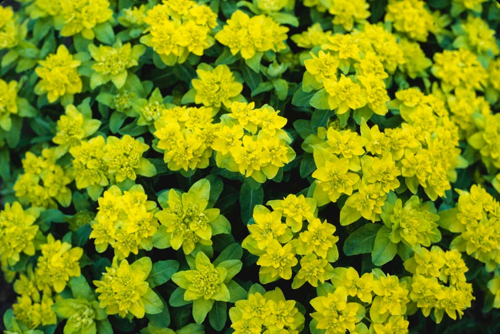 Euphorbia epithymoides - Alchetron, The Free Social Encyclopedia