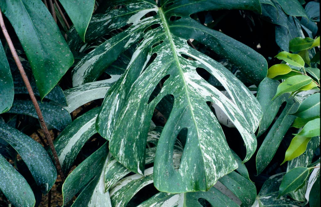 Monstera Deliciosa Variegata V Variegated Swiss Cheese Plant Rhs Gardening