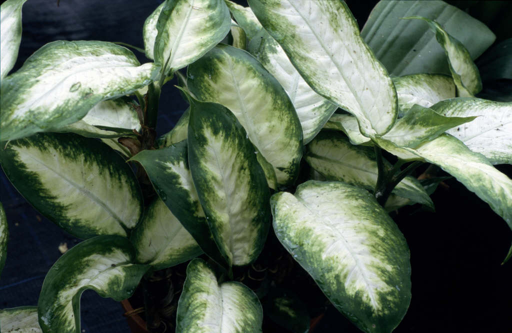 dumb cane 'Camille'