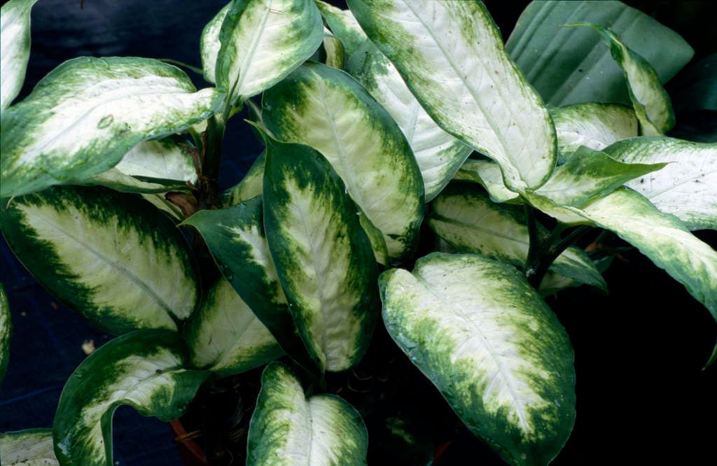dumb cane 'Camille'