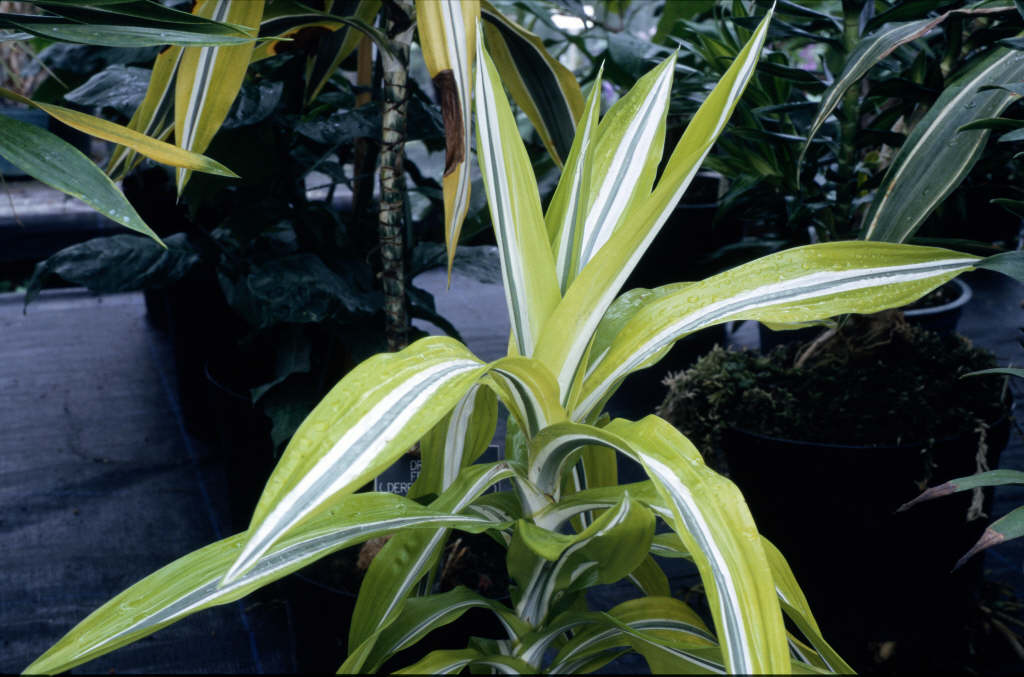 dragon plant 'Lemon Lime'