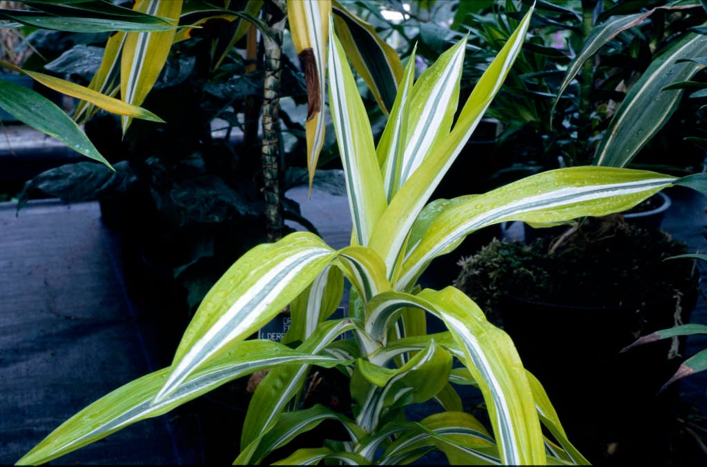 dragon plant 'Lemon Lime'