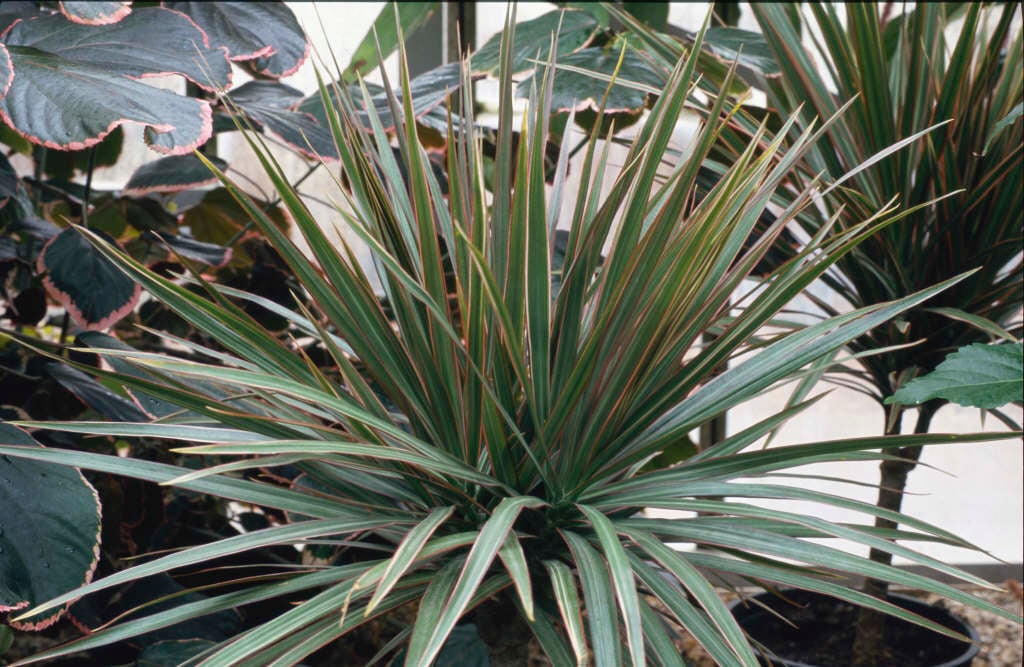 three-coloured Madagascar dragon tree