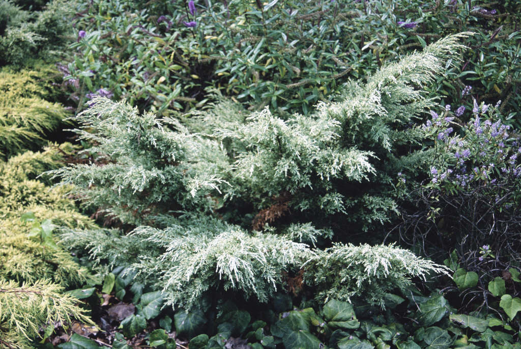 juniper 'Sulphur Spray'