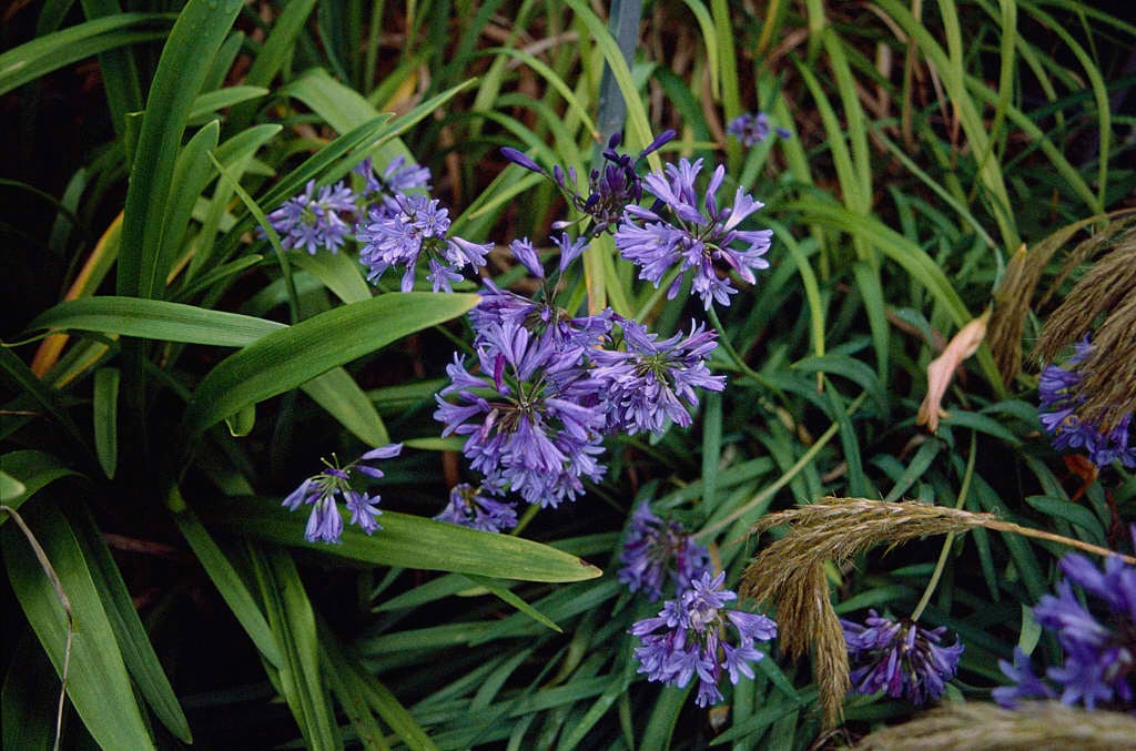 spreading bell African lily