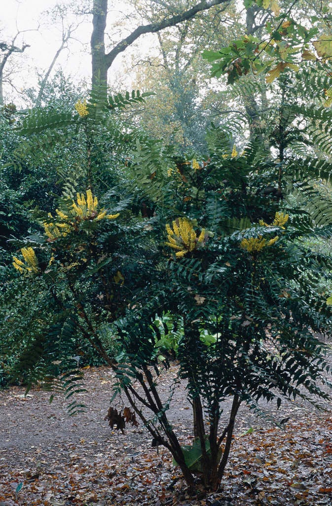 Mahonia Oiwakensis Subsp. Lomariifolia | Lomaria-leaved Mahonia Shrubs ...